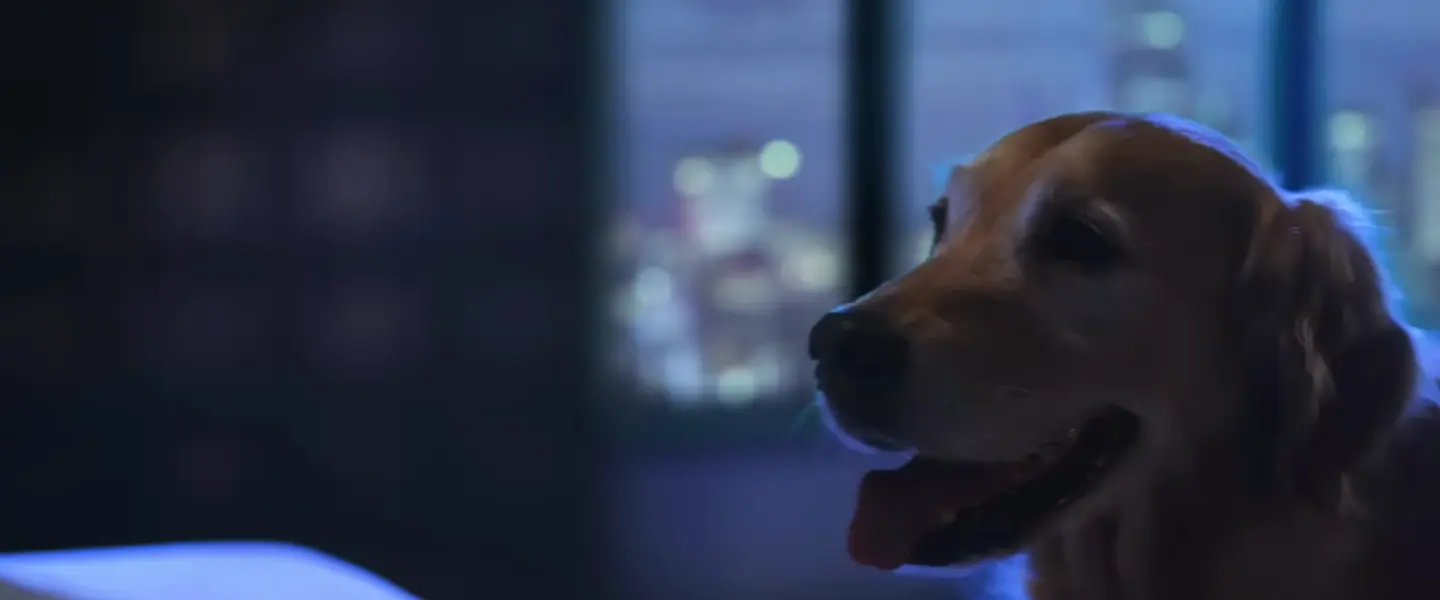 A golden retriever on a Panda bed, from Panda London's own film